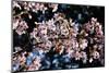 Cherry Blossom-Tupungato-Mounted Photographic Print