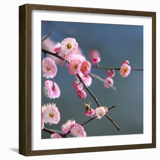 Cherry Blossom-null-Framed Photographic Print