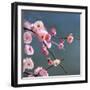 Cherry Blossom-null-Framed Photographic Print