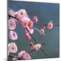 Cherry Blossom-null-Mounted Photographic Print