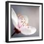 Cherry Blossom-null-Framed Photographic Print