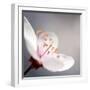 Cherry Blossom-null-Framed Photographic Print