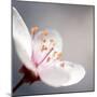 Cherry Blossom-null-Mounted Photographic Print