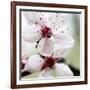 Cherry Blossom-null-Framed Photographic Print
