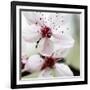 Cherry Blossom-null-Framed Photographic Print