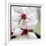 Cherry Blossom-null-Framed Photographic Print