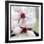 Cherry Blossom-null-Framed Photographic Print