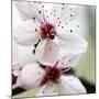 Cherry Blossom-null-Mounted Photographic Print