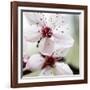 Cherry Blossom-null-Framed Photographic Print