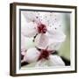 Cherry Blossom-null-Framed Photographic Print