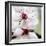 Cherry Blossom-null-Framed Photographic Print