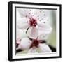 Cherry Blossom-null-Framed Photographic Print