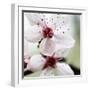 Cherry Blossom-null-Framed Photographic Print