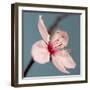 Cherry Blossom-Kate Diamond-Framed Photographic Print