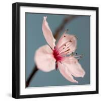 Cherry Blossom-Kate Diamond-Framed Photographic Print