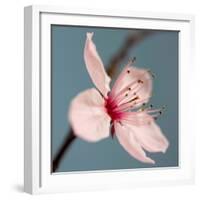 Cherry Blossom-Kate Diamond-Framed Photographic Print