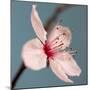 Cherry Blossom-Kate Diamond-Mounted Photographic Print