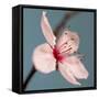 Cherry Blossom-Kate Diamond-Framed Stretched Canvas