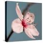 Cherry Blossom-Kate Diamond-Stretched Canvas