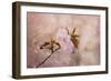 Cherry Blossom-Jai Johnson-Framed Giclee Print