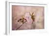 Cherry Blossom-Jai Johnson-Framed Giclee Print