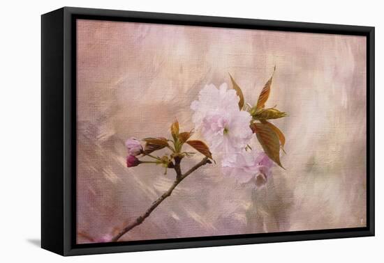 Cherry Blossom-Jai Johnson-Framed Stretched Canvas