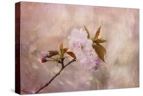 Cherry Blossom-Jai Johnson-Stretched Canvas