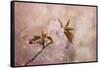 Cherry Blossom-Jai Johnson-Framed Stretched Canvas