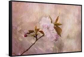 Cherry Blossom-Jai Johnson-Framed Stretched Canvas