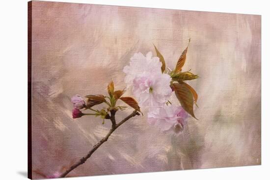Cherry Blossom-Jai Johnson-Stretched Canvas