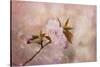 Cherry Blossom-Jai Johnson-Stretched Canvas