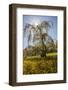 Cherry Blossoma and Forsythia Bush.-Richard T. Nowitz-Framed Photographic Print