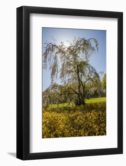 Cherry Blossoma and Forsythia Bush.-Richard T. Nowitz-Framed Photographic Print