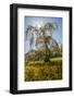 Cherry Blossoma and Forsythia Bush.-Richard T. Nowitz-Framed Photographic Print