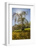 Cherry Blossoma and Forsythia Bush.-Richard T. Nowitz-Framed Photographic Print