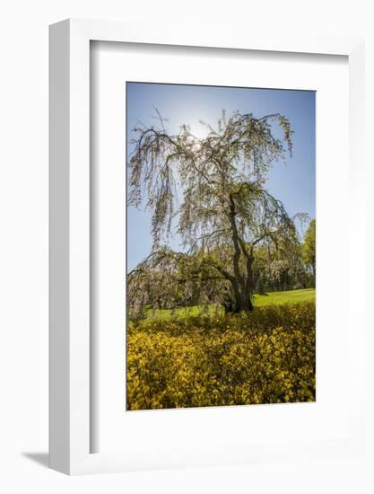 Cherry Blossoma and Forsythia Bush.-Richard T. Nowitz-Framed Photographic Print