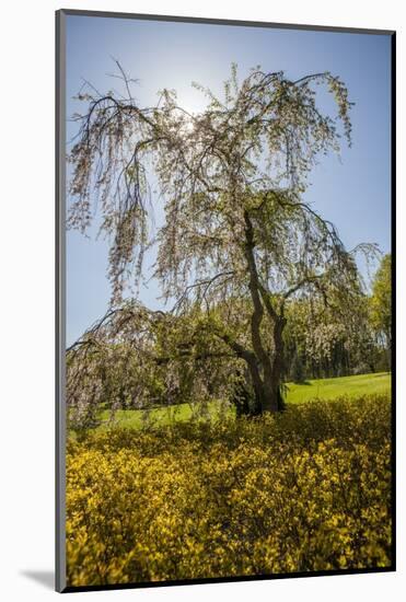 Cherry Blossoma and Forsythia Bush.-Richard T. Nowitz-Mounted Photographic Print