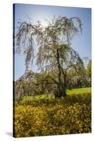 Cherry Blossoma and Forsythia Bush.-Richard T. Nowitz-Stretched Canvas