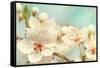 Cherry Blossoms Against a Blue Sky-egal-Framed Stretched Canvas