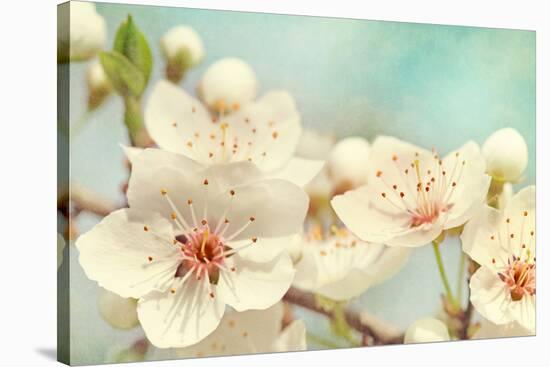Cherry Blossoms Against a Blue Sky-egal-Stretched Canvas