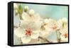 Cherry Blossoms Against a Blue Sky-egal-Framed Stretched Canvas