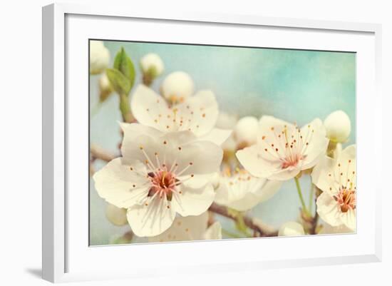 Cherry Blossoms Against a Blue Sky-egal-Framed Photographic Print