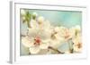 Cherry Blossoms Against a Blue Sky-egal-Framed Photographic Print