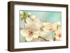 Cherry Blossoms Against a Blue Sky-egal-Framed Photographic Print