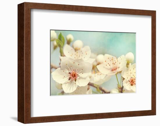 Cherry Blossoms Against a Blue Sky-egal-Framed Photographic Print