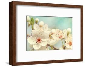 Cherry Blossoms Against a Blue Sky-egal-Framed Photographic Print