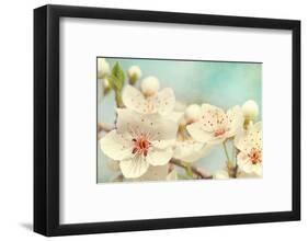 Cherry Blossoms Against a Blue Sky-egal-Framed Photographic Print