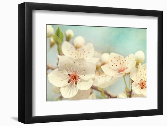Cherry Blossoms Against a Blue Sky-egal-Framed Photographic Print