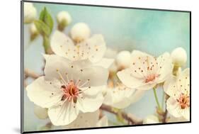 Cherry Blossoms Against a Blue Sky-egal-Mounted Photographic Print