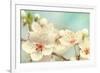 Cherry Blossoms Against a Blue Sky-egal-Framed Photographic Print